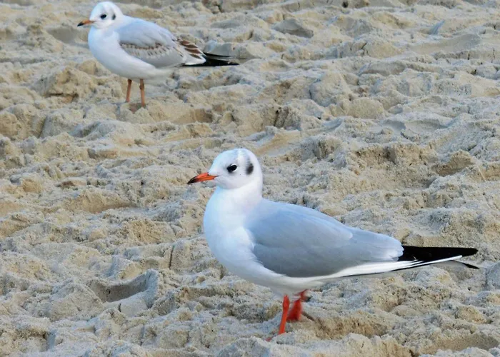 Marin 21 * Zinnowitz